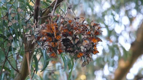 Cluster of Monarch Butterflies Stock Footage 22105621
