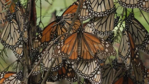 A cluster of Monarch butterflies resting on a tree. One has a broken wing. Stock Footage 243273221