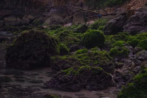 A cluster of mossy rocks on the beach Stock Photos