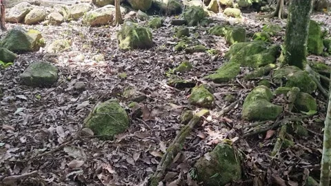 A cluster of mossy rocks between the dry leaves with small insects flying Stock Footage 219715923