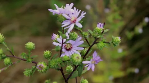 A cluster of mountain wildflowers. Vídeo Stock 54980706