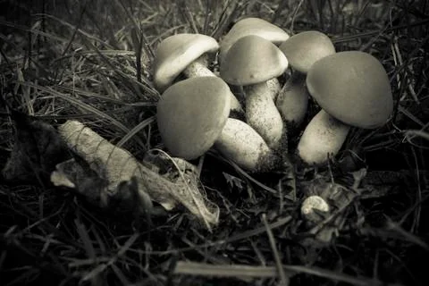 Cluster of mushroms Stock Photos