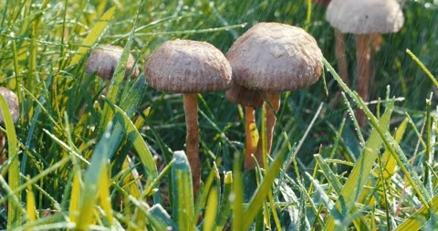 Cluster of mushrooms growing in grass with a light rain Stock Footage 256043367