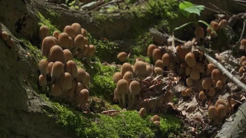 Cluster of Mushrooms Growing on Mossy Forest Floor Stock Footage 337046497