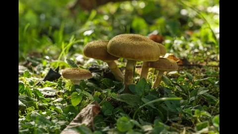 Cluster of Mushrooms in a Lush Forest Stock Footage 303868120