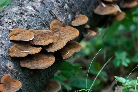 Cluster of mushrooms Stock Photos
