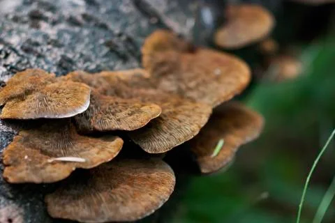 Cluster of mushrooms Stock Photos