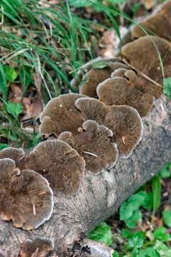 Cluster of mushrooms Stock Photos