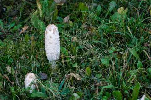 Cluster of mushrooms Stock Photos