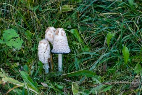Cluster of mushrooms Stock Photos