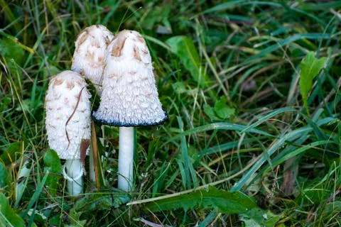 Cluster of mushrooms Stock Photos