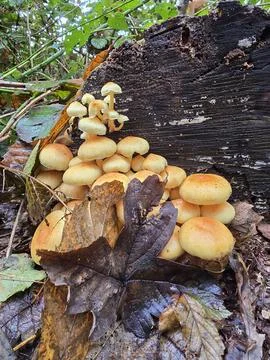 Cluster of Mushrooms at Tree Stump Base Foto stock