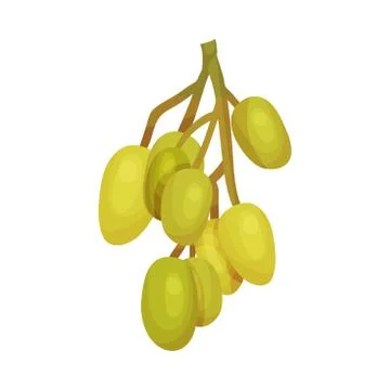 Cluster of Neem Fruits or Berries Hanging on Tree Branch Vector Illustration. Stock Illustration