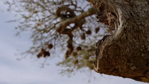 A cluster of nests  in dry savannah under hot midday sun Stock Footage 314782826