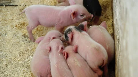 Cluster of newborn piglets huddled together on soft wood shavings inside a farm Video stock 332336461