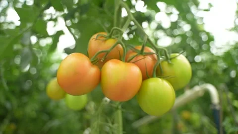Cluster of orange and green tomatoes ripening on the vine in a greenhouse Stock Footage 320400941