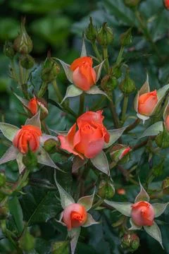 Cluster of Orange Rosebuds in Bloom Stock Photos