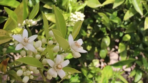 Cluster of orange tree blossoms swaying in a fragrant citrus orchard Stock Footage 340561776