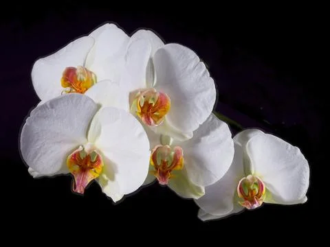 Cluster of orchids on black background. Stock Photos