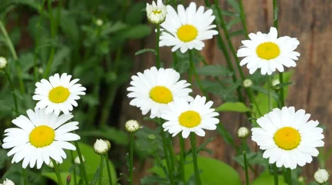 Cluster Oxeye Daisy in bloom. Stock Footage 62643105