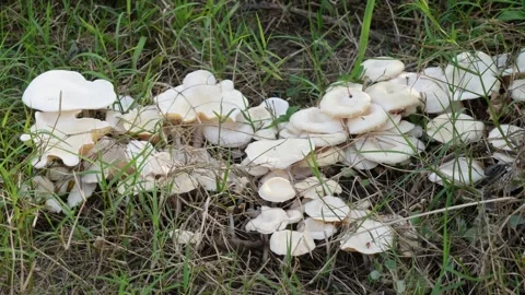 A cluster of Oyster mushrooms growing Stock Footage 316242522