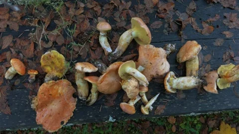Cluster of pale yellow to orange-brown wild mushrooms Stock Footage 327409048