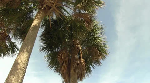 Cluster of palm trees Stock-Footage 24788335