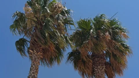 Cluster of Palm Trees Under Blue Sky Cesme Vídeos de archivo 340329217