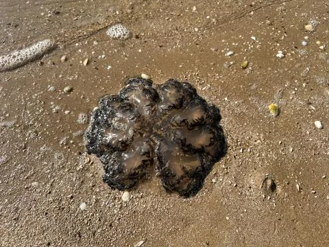 Cluster-pattern jellyfish on damp sand, beach marine detail Stock Photos