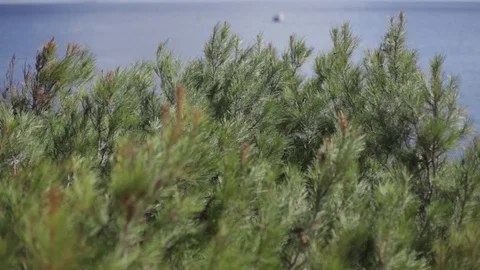 Cluster pine blowing in the wind by the sea Video stock 103155712