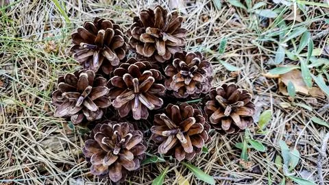Cluster of pine cones resting on a bed of pine needles and forest floor veg.. 写真素材