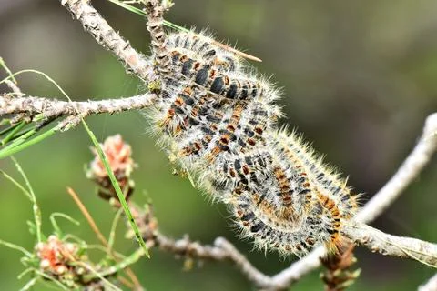 Cluster of Pine Processionary Caterpillars on Pine Branch Foto stock