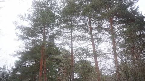 Cluster of pine trees in natural landscape, white sky backdrop Vidéo 270484278