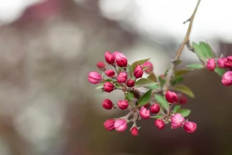 Cluster of Pink Apple Buds Stock Photos