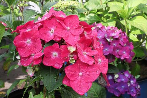A cluster of pink hydrangea flowers that will turn purple Foto stock