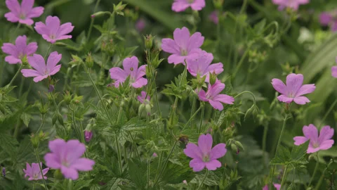 A cluster of pink / purple wild geranium flowers, buds and leaves. 4K tripod Stock Footage 198061840