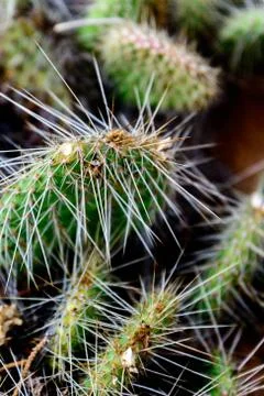 Cluster of prickly pear cactus Stock Photos