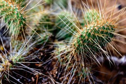 Cluster of prickly pear cactus Stock Photos