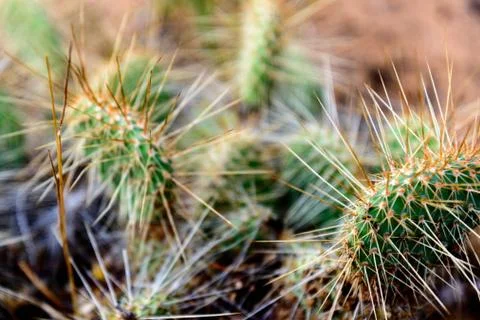 Cluster of prickly pear cactus Stock Photos