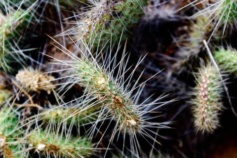 Cluster of prickly pear cactus Stock Photos