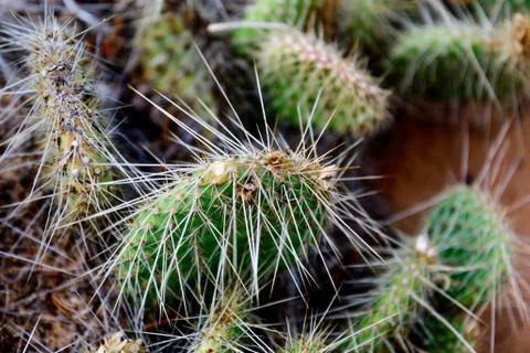 Cluster of prickly pear cactus Stock Photos