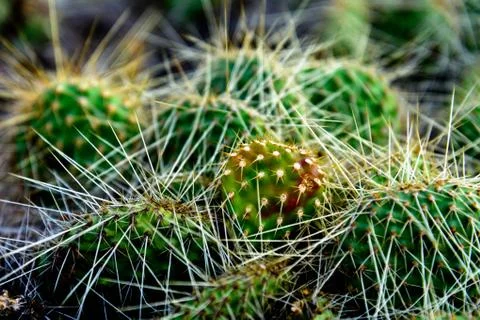 Cluster of prickly pear cactus Stock Photos