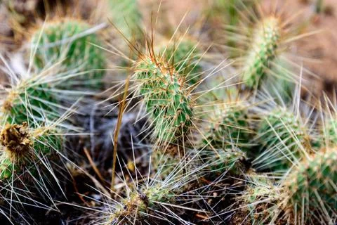 Cluster of prickly pear cactus Stock Photos