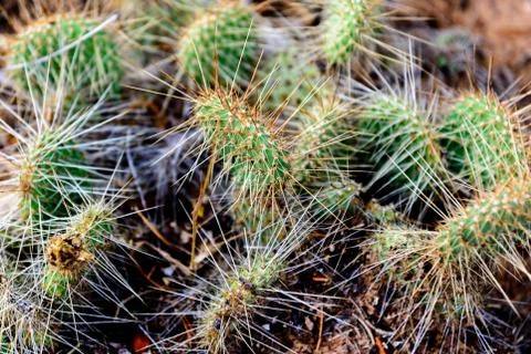 Cluster of prickly pear cactus Stock Photos