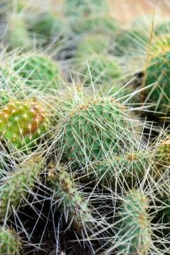 Cluster of prickly pear cactus Foto stock