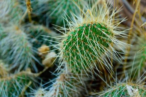 Cluster of prickly pear cactus Stock Photos