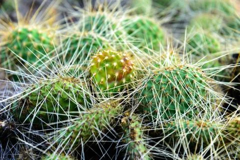 Cluster of prickly pear cactus Stock Photos
