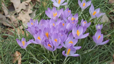 Cluster of purple crocus flowers blooming in a grassy field. Stock Footage 330186059