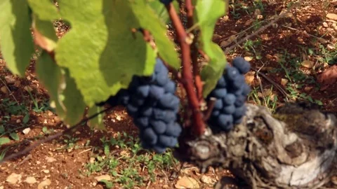 Cluster of raisin on branch Stock Footage 74467246