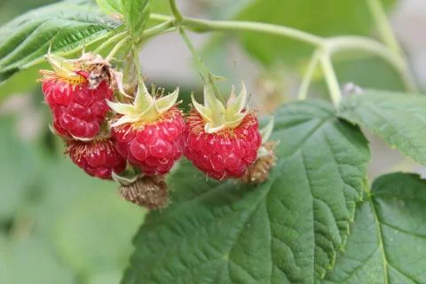 Cluster of Rasberries 2 Stockfoto's